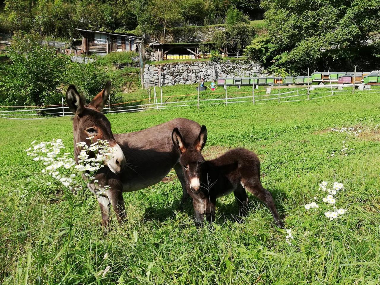 Agriturismo Dalla Natura La Salute Giustino Экстерьер фото